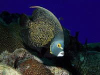French Angelfish